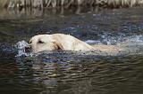 LABRADOR 779